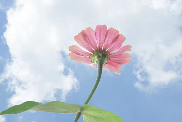 Menopause And Hot Flashes